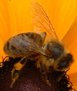 Une abeille butinant sur une fleur